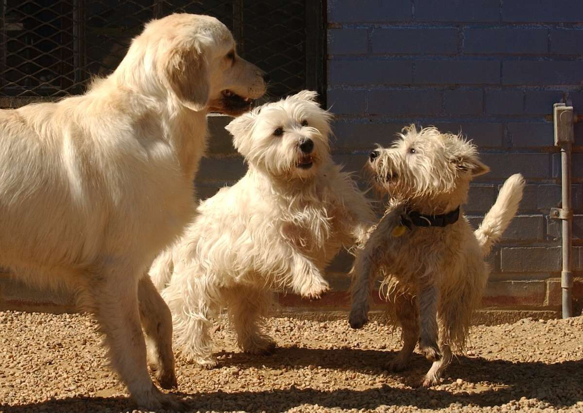 The CDC and USDA say animals can't transmit the coronavirus to humans. 