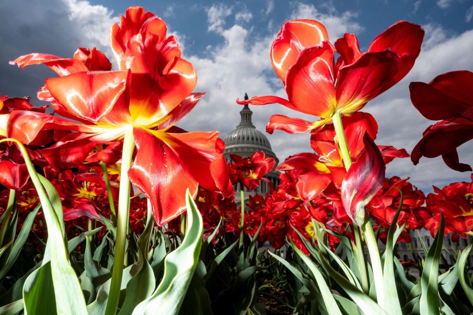 UNITED STATES - APRIL 15: The U.S. Capitol dome is framed by red tulips on the East Plaza of the Capitol on Thursday, April 15, 2021. (Photo By Bill Clark/CQ Roll Call)