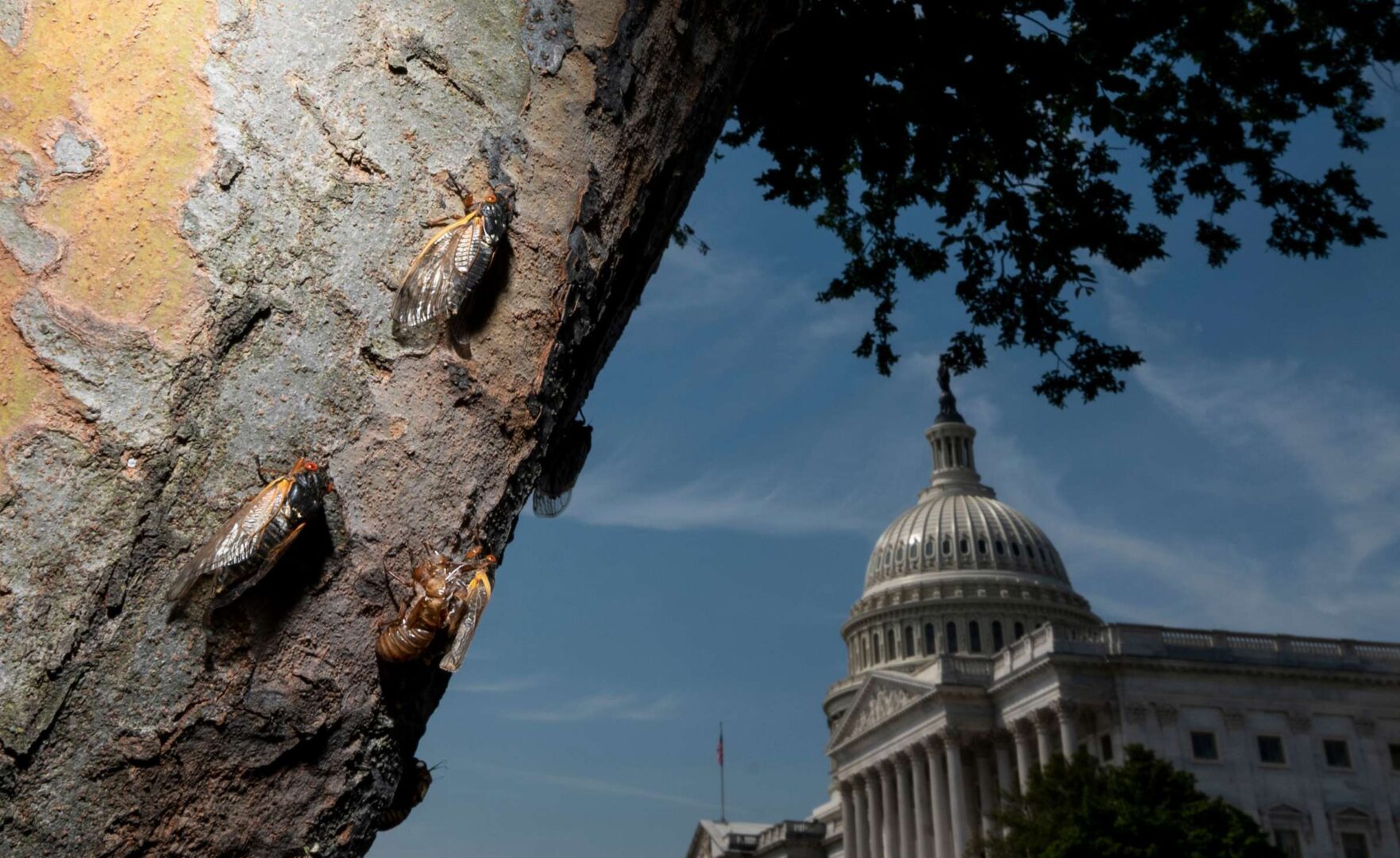 Billions of Brood X cicadas, emerging after living underground for 17 years, are encountering a very different Washington, Gonzales writes. 