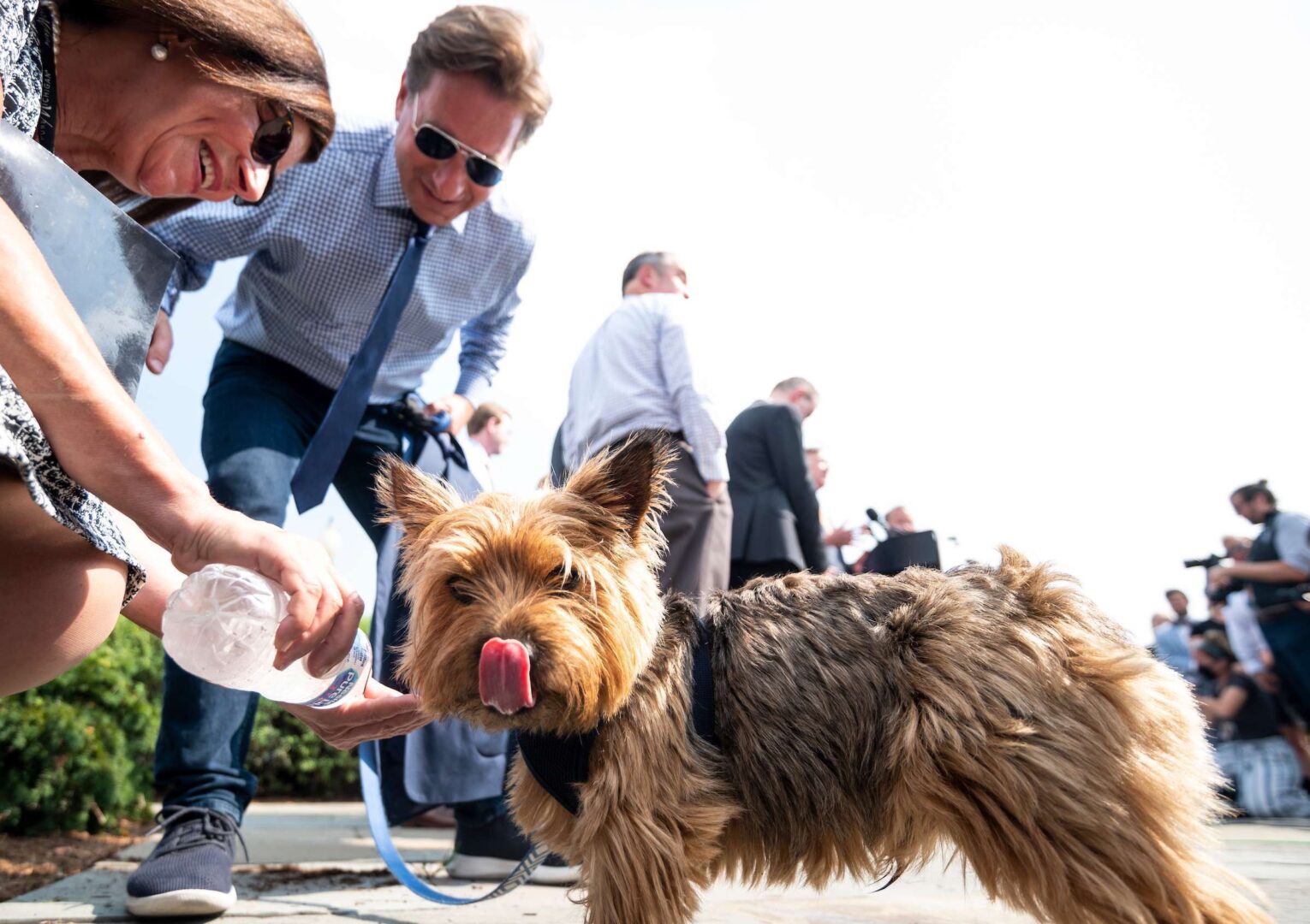 Rep. Dean Phillips' dog Henry gets a drink of water at the House Triangle during the Problem Solvers Caucus news conference on the infrastructure deal outside of the Capitol on Friday, July 30, 2021.