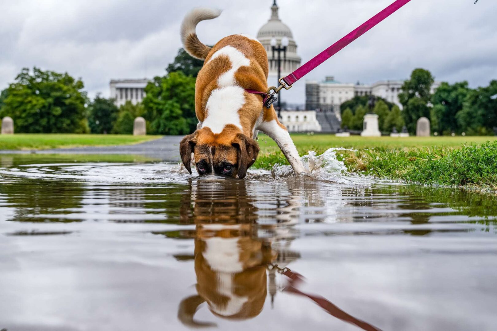 Libby, a Beagle and spaniel mix, plays in a puddle along 3rd Street, NW, on the day the Senate returned from the August recess on Tuesday, September 6, 2022. (Tom Williams/CQ Roll Call)