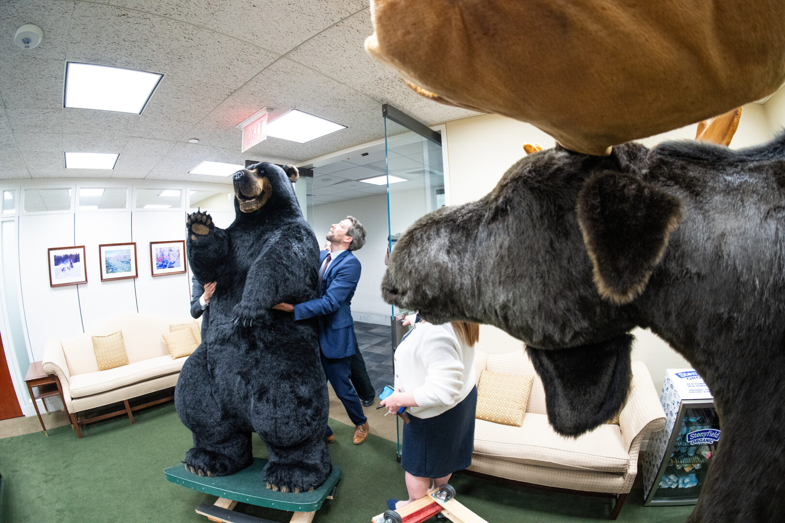 Staffers for Sen. Jeanne Shaheen, D-N.H., move Marty the Moose and Kodak the Bear into the lobby of her Hart Building office on Tuesday.
