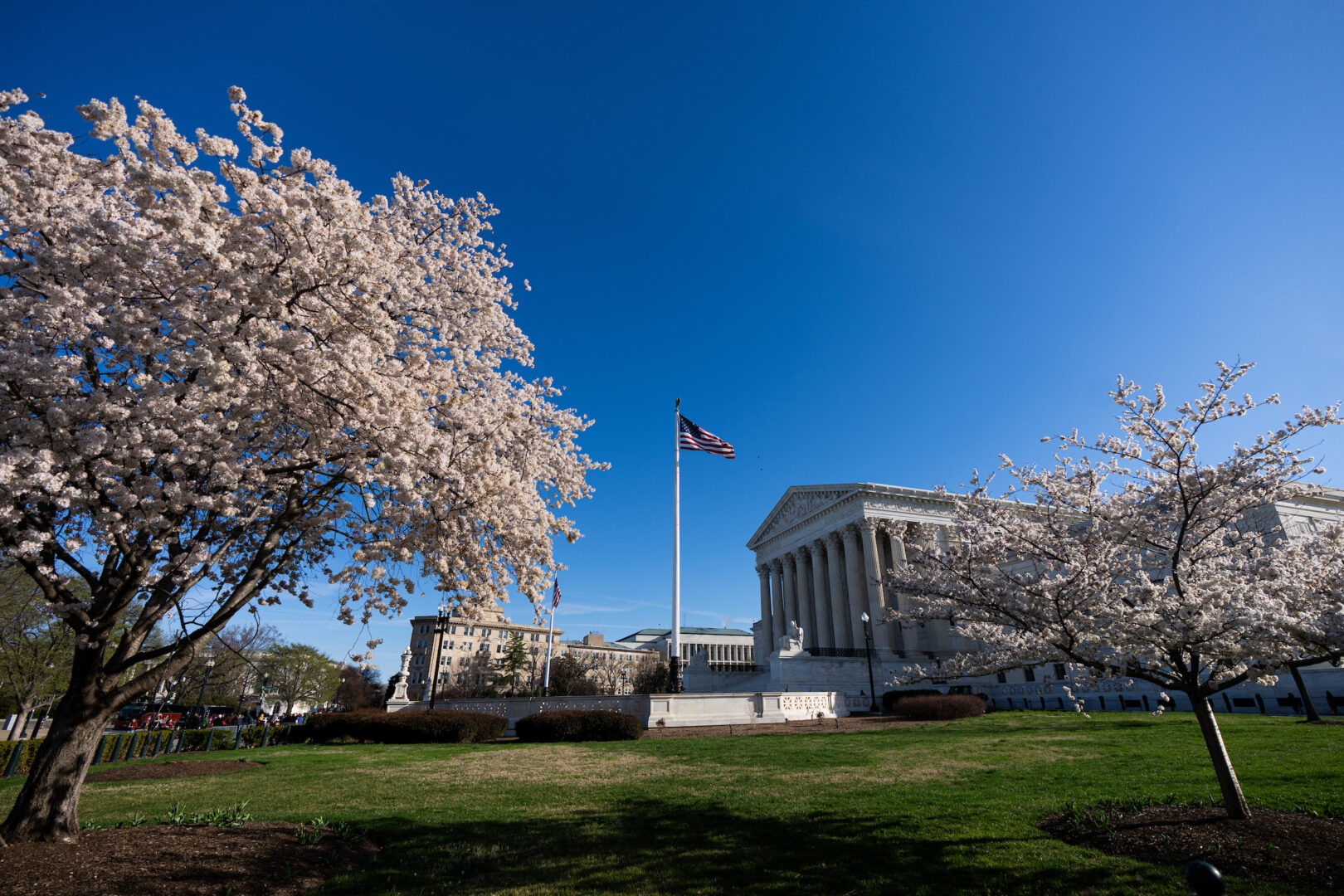 Cherry blossoms bloom outside of the Supreme Court building in March.