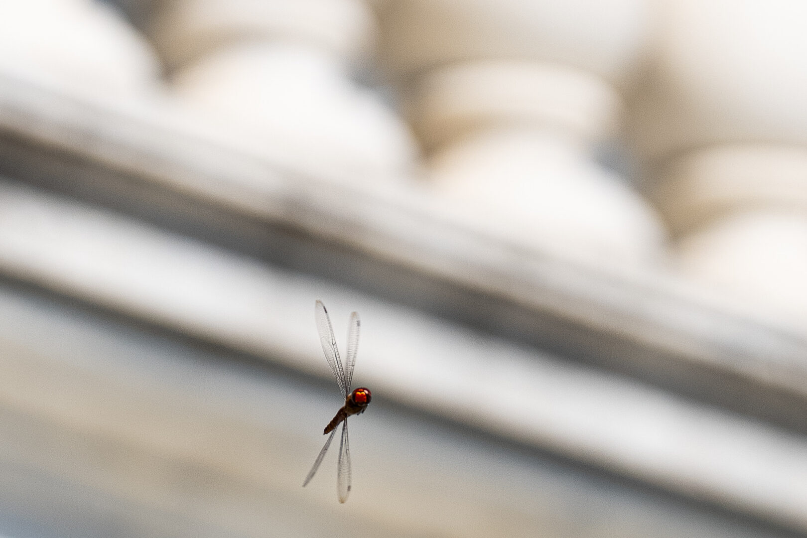 A dragonfly buzzes the House steps during the last votes before the August recess on Thursday. (Bill Clark/CQ Roll Call)